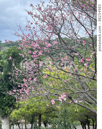 沖繩那霸市首裡末吉公園盛開的猩紅色櫻花 86254983