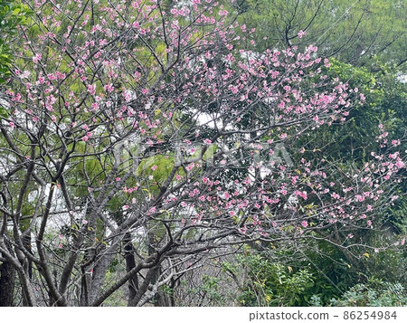 沖繩那霸市首裡末吉公園盛開的猩紅色櫻花 86254984