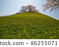 Cherry blossoms of Kofun 86255071