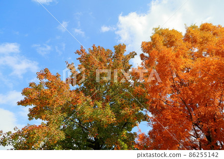 Colored sweetgum leaves Colored sweetgum leaves 86255142