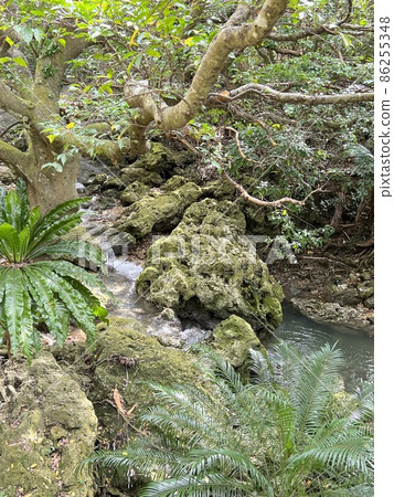 沖繩那霸末吉公園的風景 86255348