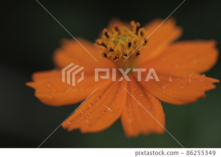  黃波斯菊 86255349