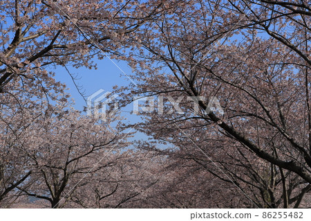 Sakura mountain cherry blossoms Sakura mountain cherry blossoms 86255482