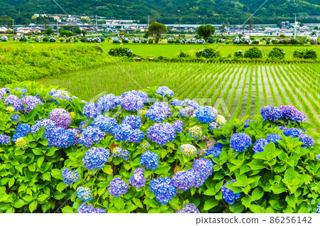 神奈川縣開成町~鄉間盛開的繡球花~ 神奈川縣開成町~鄉間盛開的繡球花~ 86256142