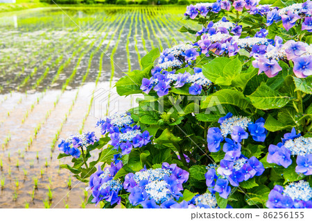 神奈川縣開成町～鄉間盛開的繡球花～ 86256155