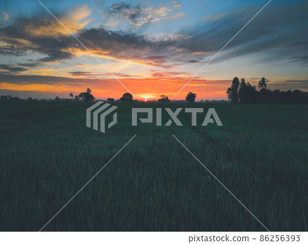 Nature of rice field on rice paddy Nature of rice field on rice paddy 86256393