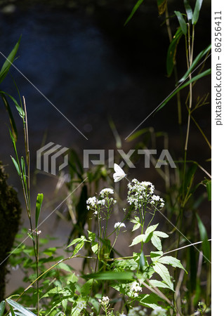 EOS R6. 廣島太極峽，白菜白蝶。 86256411