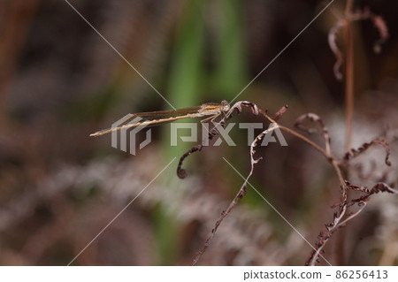 生物 昆蟲 西伯利亞冬季豆娘,是越冬的成年豆娘之一。這是一頭雄性,大約4厘米 生物 昆蟲 西伯利亞冬季豆娘,是越冬的成年豆娘之一。這是一頭雄性,大約4厘米 86256413