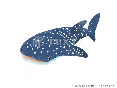 Whale shark Whale shark 86256577