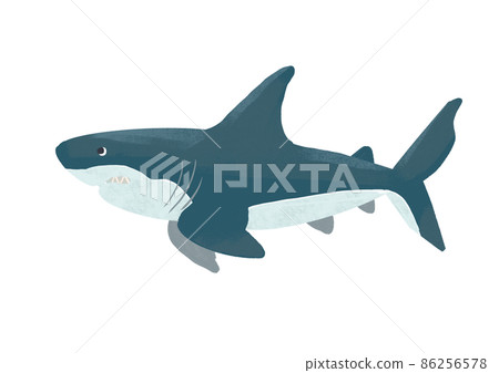 shark shark 86256578