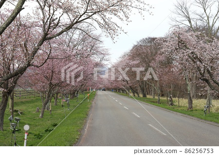 Hokkaido Urakawa Yushunsakura Road 86256753