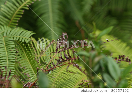 生物、昆蟲、西伯利亞冬季豆娘，後腦勺有淺色部分，背部和胸部的陰影之間有柔和的界限。 86257192