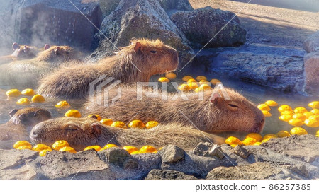 Capybara spa Capybara spa 86257385