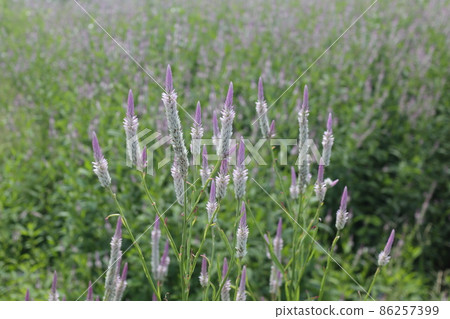 Wild Nogeito 86257399