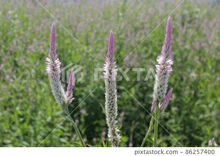 Wild Nogeito 86257400