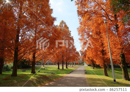 Autumn Park Autumn Leaves Metasequoia Autumn Park Autumn Leaves Metasequoia 86257511