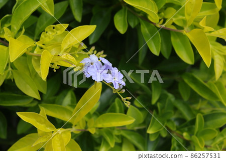 Duranta erecta Forsythia，一種在沖繩樹籬中流行的開花樹 86257531