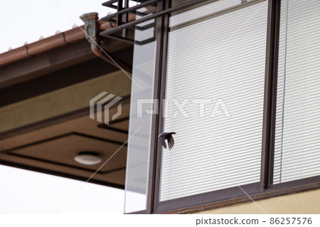 EOS R6. 廣島宮島，大琉璃再次飛翔。 86257576