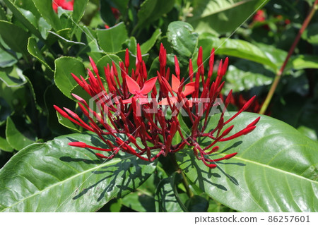 Santanka, a popular flowering tree in the hedges of Okinawa Santanka, a popular flowering tree in the hedges of Okinawa 86257601