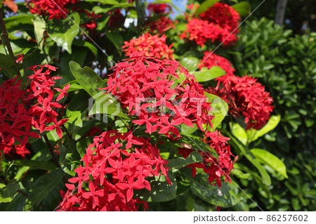 Santanka, a popular flowering tree in the hedges of Okinawa Santanka, a popular flowering tree in the hedges of Okinawa 86257602