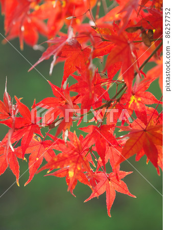 The colors of the fiery autumn leaves Once in a while in the autumn leaves hunting 86257752