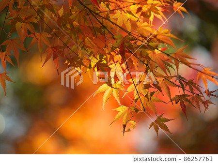 Autumn colors Autumn leaves and sunbeams 86257761