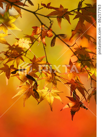 The colors of autumn when the autumn leaves shine against the backlight of Indian summer 86257763