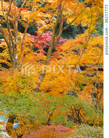The colors of the fiery autumn leaves Once in a while in the autumn leaves hunting 86257773