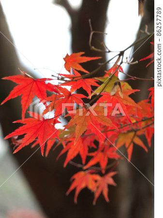 Autumn leaves dyed in vermilion and color the walking path of the autumn mountains Autumn leaves dyed in vermilion and color the walking path of the autumn mountains 86257789