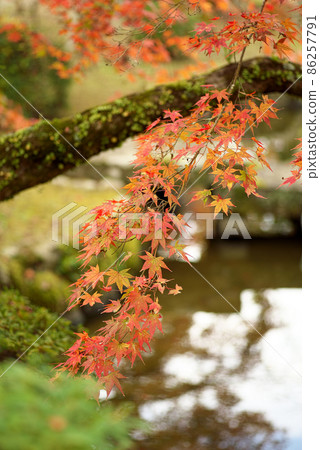 在花園裡裝飾秋天的秋葉 在花園裡裝飾秋天的秋葉 86257791