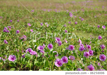 Community of Gumbai Hirugao Community of Gumbai Hirugao 86258006