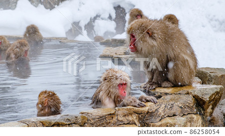 Jigokudani Yaen-Koen Monkey (Snow Monkey) Jigokudani Yaen-Koen Monkey (Snow Monkey) 86258054