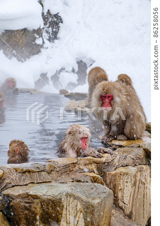 Jigokudani Yaen-Koen Monkey (Snow Monkey) Jigokudani Yaen-Koen Monkey (Snow Monkey) 86258056