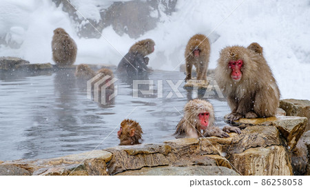 Jigokudani Yaen-Koen Monkey (Snow Monkey) Jigokudani Yaen-Koen Monkey (Snow Monkey) 86258058