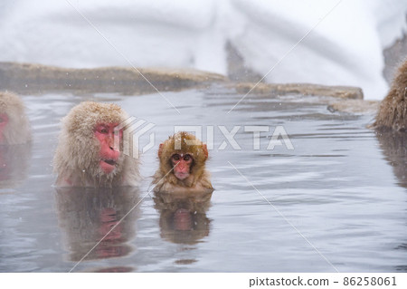 Jigokudani Yaen-Koen Monkey (雪猴) 86258061