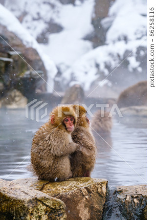 Jigokudani Yaen-Koen Monkey (Snow Monkey) Jigokudani Yaen-Koen Monkey (Snow Monkey) 86258116
