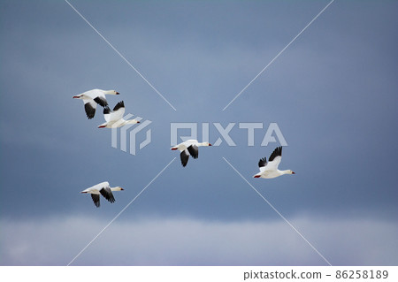 A flock of flying snow geese A flock of flying snow geese 86258189