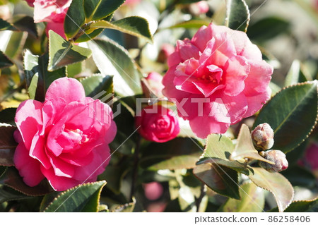 山茶花(South Ka冬季圖像) 山茶花(South Ka冬季圖像) 86258406