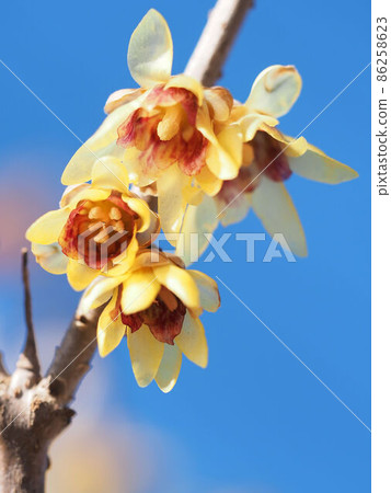 日本五香粉（日本五香粉） 86258623