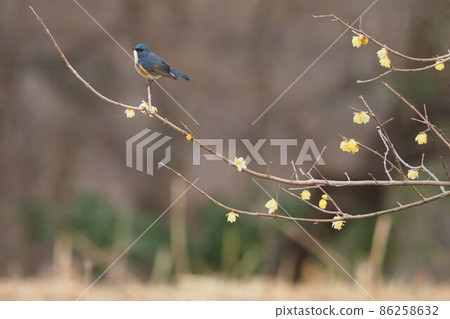 Red-flanked bluetail perching on a branch of Japanese allspice, cloudy winter 86258632