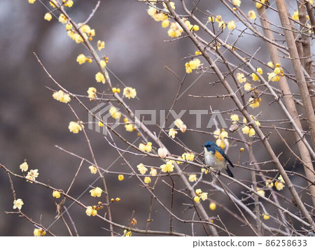 Red-flanked bluetail perching on a branch of Japanese allspice, cloudy winter 86258633