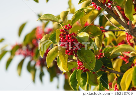 Ilex rotunda (also for lucky charms) 86258709