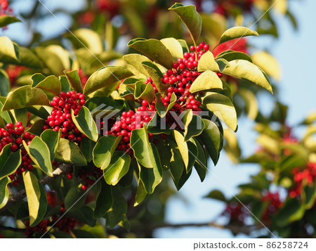 Ilex rotunda (also for lucky charms) Ilex rotunda (also for lucky charms) 86258724