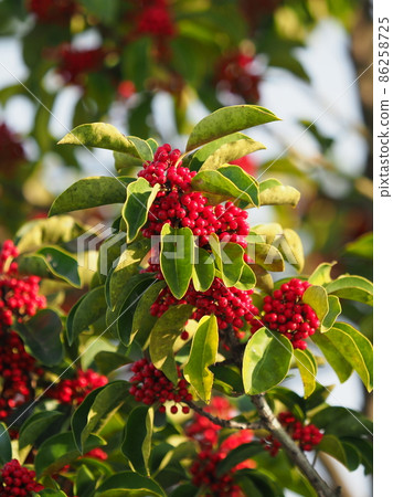 Ilex rotunda (also for lucky charms) Ilex rotunda (also for lucky charms) 86258725
