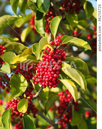 Ilex rotunda (also for lucky charms) Ilex rotunda (also for lucky charms) 86258726