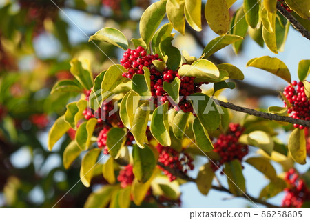 Ilex rotunda (also for lucky charms) Ilex rotunda (also for lucky charms) 86258805