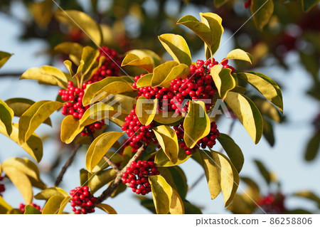Ilex rotunda (also for lucky charms) Ilex rotunda (also for lucky charms) 86258806