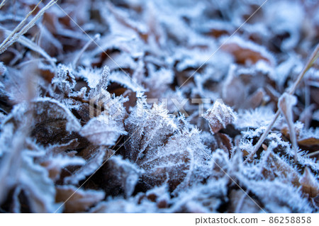 Dead leaf frost Dead leaf frost 86258858