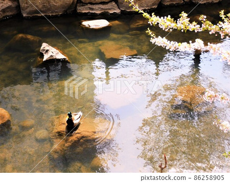 Scenery of cherry blossoms and duck 86258905