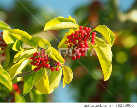 Ilex rotunda (also for lucky charms) Ilex rotunda (also for lucky charms) 86259006
